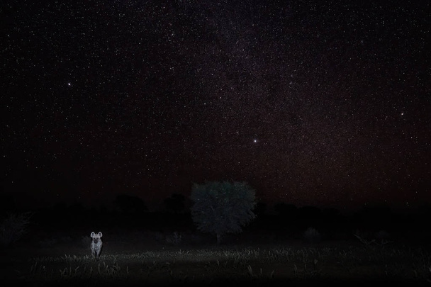 Nacht foto van wild spotted hyena, Crocuta crocuta, zacht verlicht roofdier aan de rand van donkere wildernis staren naar camera tegen sterrenhemel. Afrikaanse natuur in de nacht. Kgalagadi, Botswana. - Foto, afbeelding