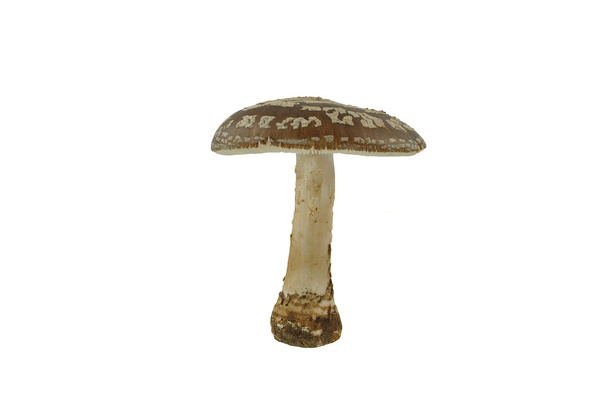 Spotted toadstool - Photo, Image
