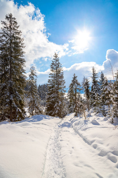 Sunny winter landscape in the nature: Footpath, snowy trees, sun - Foto, Imagem