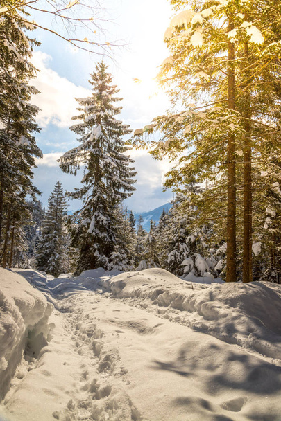 Sunny winter landscape in the nature: Footpath, snowy trees, sun - Foto, Imagem
