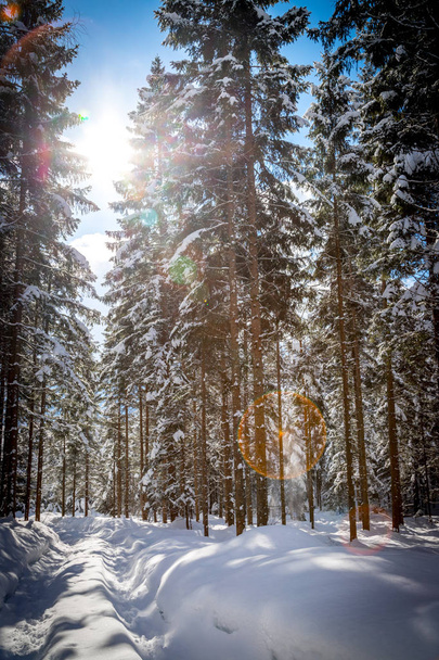 Sunny winter landscape in the nature: Footpath, snowy trees, sun - Фото, изображение