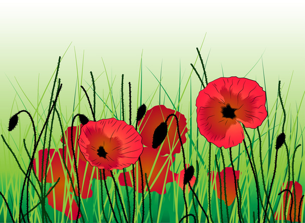 Poppies in the grass - Vector, Image
