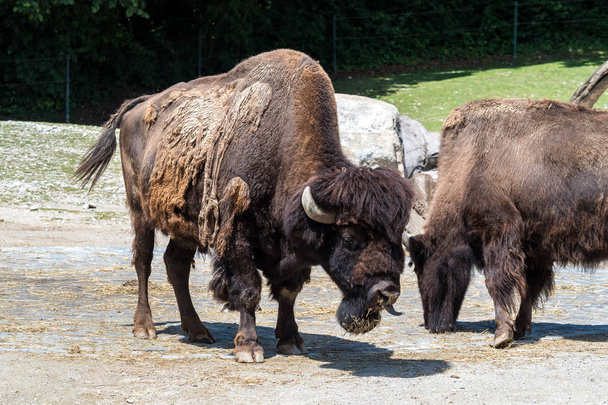 Búfalo americano conhecido como bisão, bisonte Bos no zoológico
 - Foto, Imagem