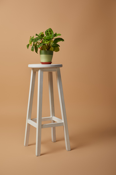 green plant in flowerpot  on bar stool on beige background - Фото, изображение