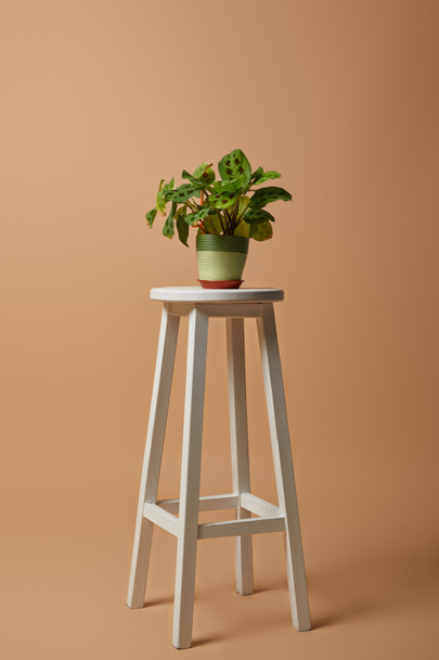rostlina se zelenými listy v hrnci na bílém pruhovém stoličce na béžovém pozadí - Fotografie, Obrázek