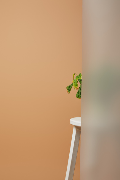 parte di pianta con foglie verdi dietro vetro opaco su stoon bianco isolato su beige
 - Foto, immagini