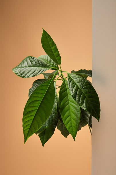 un sacco di foglie di avocado vicino vetro opaco sul beige
 - Foto, immagini