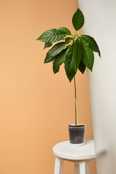 avocado tree with big green leaves in pot near matt glass isolated on beige - Foto, Imagen