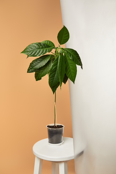 avocado tree in flowerpot on white stool behind matt glass isolated on beige - Фото, изображение