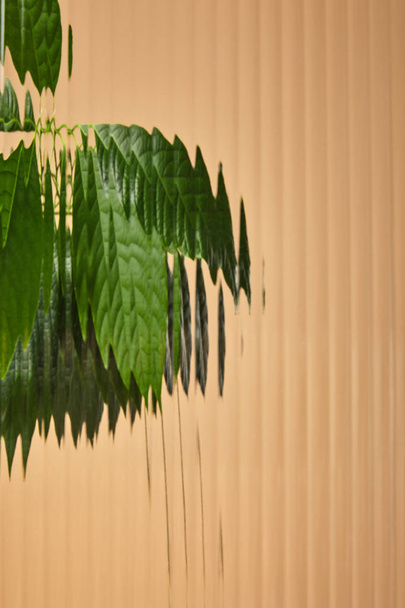 blurred view of leaves behind reed glass isolated on beige - 写真・画像