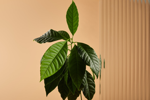 green avocado tree leaves near reed glass isolated on beige - Photo, image