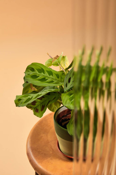 foyer sélectif de la plante verte en pot de fleurs sur tabouret en bois isolé sur beige derrière roseau verre
  - Photo, image