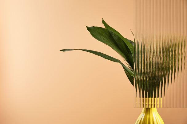 foglie verdi di pianta in vaso giallo dietro vetro di canna isolato su beige
 - Foto, immagini