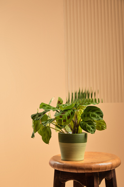リードガラスの後ろの木製の高い椅子の植木鉢の美しい緑の植物  - 写真・画像