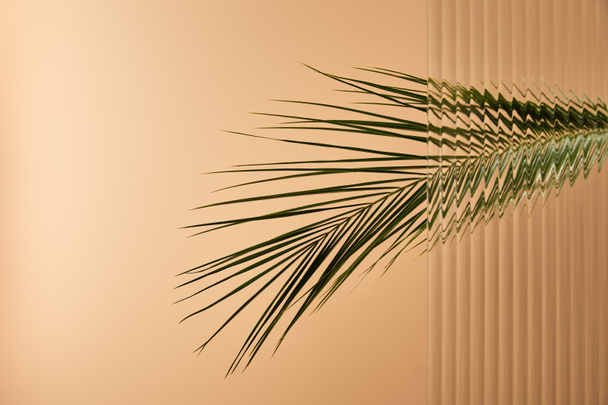 palm tree leaf isolated on beige behind reed glass  - Фото, зображення