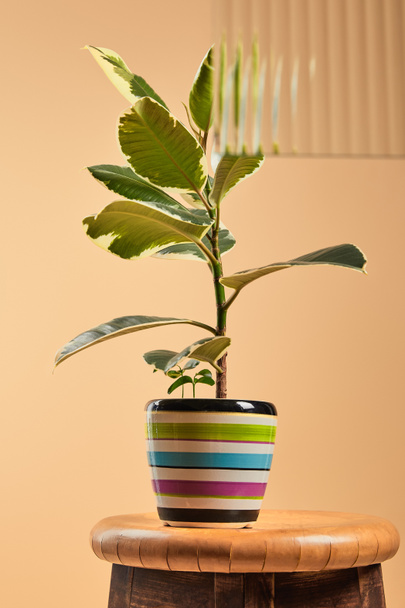 selective focus of green plant in colorful flowerpot isolated on beige behind reed glass  - Foto, Bild