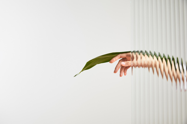 cropped view of woman holding green leaf on white background behind reed glass  - Foto, immagini