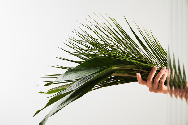 cropped view of woman holding palm tree and big green leaves on white background behind reed glass  - Fotografie, Obrázek