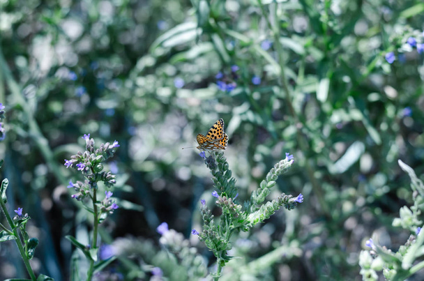 Метелики і комахи збирають солодкий нектар з диких квітів. Великий вибірковий фокус
. - Фото, зображення