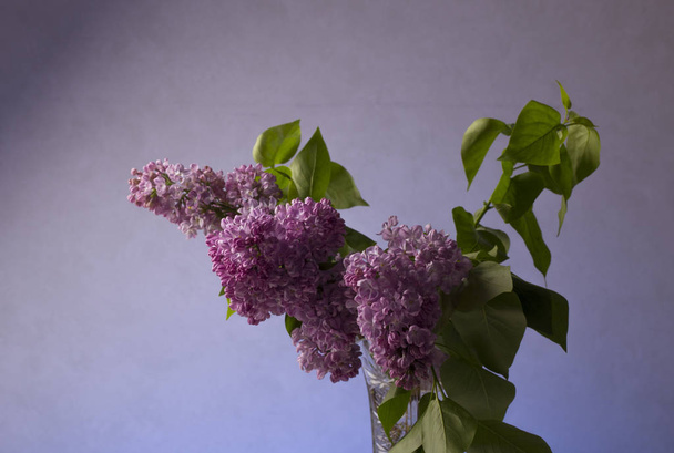 still life with a lilac in a glass bottle - Photo, Image