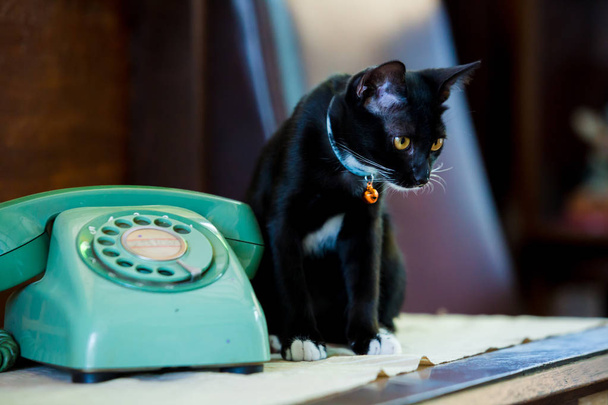 Ρετρό περιστροφικό τηλέφωνο στο ξύλινο τραπέζι και μαύρη γάτα κάθεται σε Wo - Φωτογραφία, εικόνα