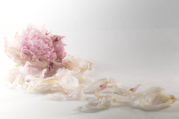 Квіти і пелюстки рожевого півонії
 - Фото, зображення
