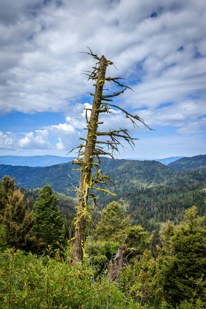 Vieil arbre sur une montagne
 - Photo, image