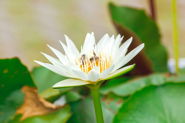 Bijen en witte lotusbloemen bloeien prachtig. - Foto, afbeelding