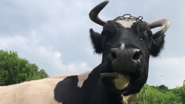 A vaca está na relva. Uma vaca preta e branca com um chifre torto descansando em um pasto
. - Filmagem, Vídeo