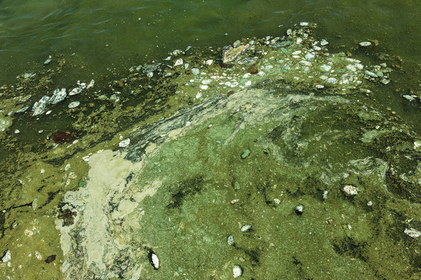 Brudna fala ze starymi, brudnymi glonami. Brudne wodorosty morskie surfowania linii w porcie morskim. Brudne morze, problem środowiskowy zanieczyszczenia środowiska. Glony w fali morskiej. Toksyczne rozkładanie alg. Katastroficzność ekologiczna - Zdjęcie, obraz