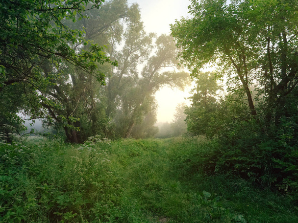 木々のアーチ窓。夜明けに霧 - 写真・画像