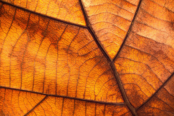 Dry leaf texture and nature background. Surface of brown leaves material. - Photo, Image