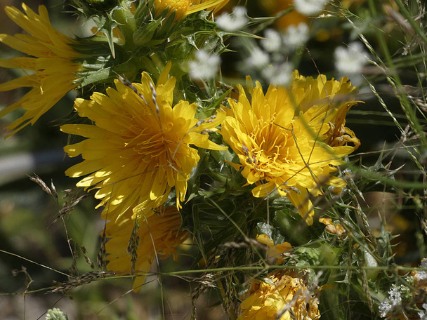 άγριο λουλούδι κίτρινου χρώματος - Φωτογραφία, εικόνα