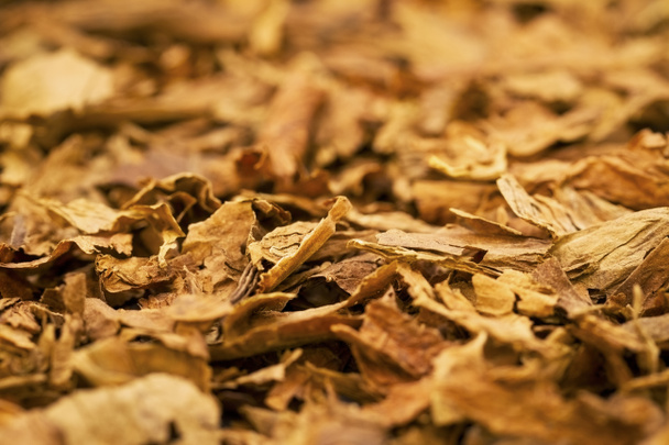 tabak bladeren - Foto, afbeelding