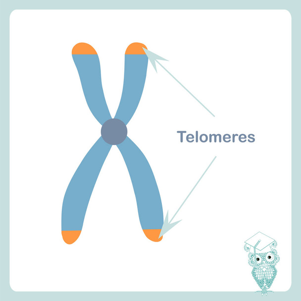 Chromosome telomeres banner. Stock vector illustration for healthcare, for education, for medicine, for web, for print - Vector, Image