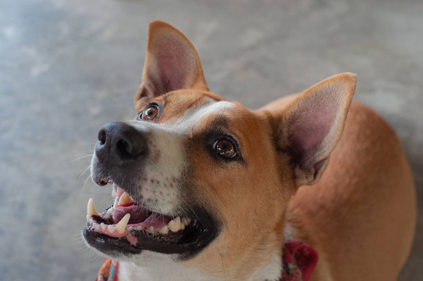 Cute sitting smiling Thai local dog. - Photo, Image