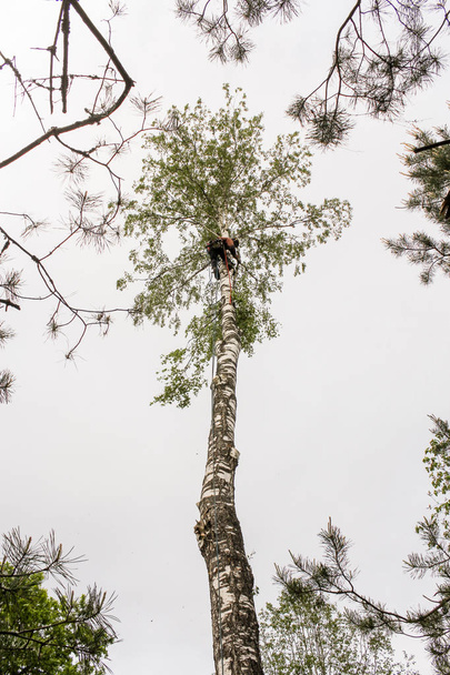 Yüksek ağaçta çalışan bir işçi dalları döker. - Fotoğraf, Görsel