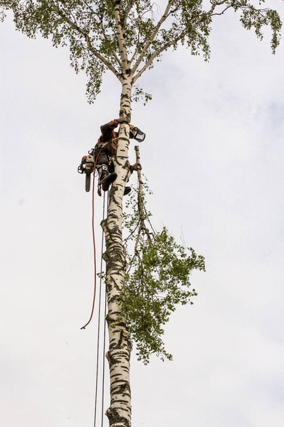 Arborist throws off a branch. - Photo, Image