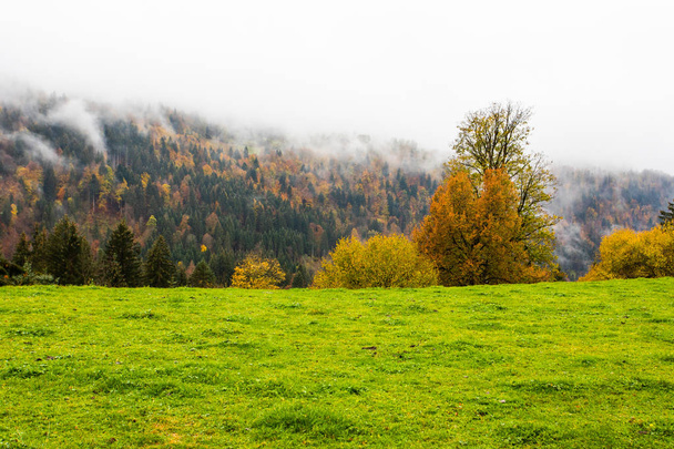 malownicze ujęcie pięknego mglisty krajobraz las jesienią - Zdjęcie, obraz