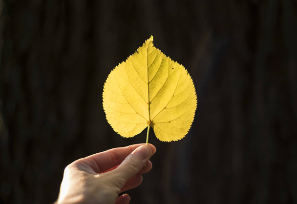 Autumn heart shaped leaf in the hand on the dark background - Foto, afbeelding