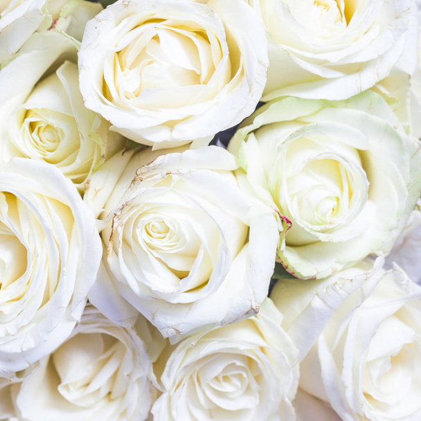 Fondo de rosas blancas frescas
 - Foto, Imagen
