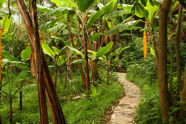 Кам'яний шлях через джунглі
 - Фото, зображення