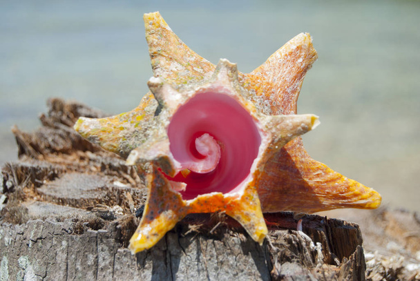 Shellfish, Nature proportion, fibonacci pattern. Tropical paradise in Guna Yala, Kuna Yala, San BLas, islands, Panama. spiral. Golden ratio nature. - Photo, Image
