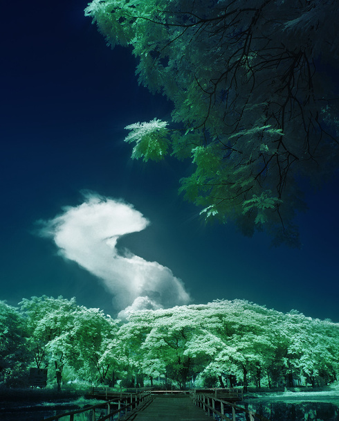 木と龍雲のエキゾチックなビュー - 写真・画像