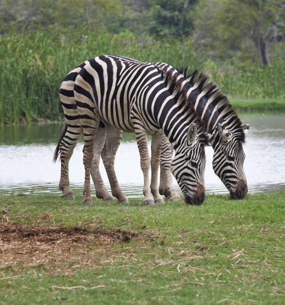 две зебры кормятся на зеленом травяном поле
 - Фото, изображение
