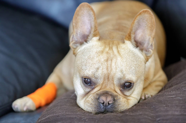 Französische Bulldogge mit einem Verband, der von einer Pfotenverletzung verheilt ist. Frenchie mit Verband und traurigem Gesichtsausdruck. - Foto, Bild