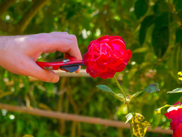 hand using a shears in a garden - Zdjęcie, obraz