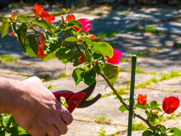 hand using a shears in a garden - Foto, afbeelding