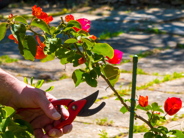 hand using a shears in a garden - Фото, зображення