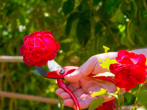 hand using a shears in a garden - Photo, image
